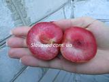  Дапл Данди (Dapple Dandy) (алича)